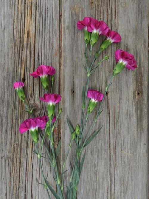 EPSILON VIOLET MINI CARNATIONS